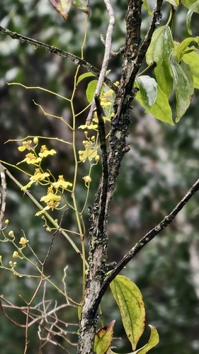 Gomesa flexuosa, photograph 2