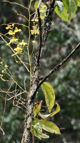 Gomesa flexuosa, photograph 3