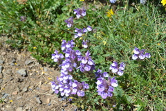 Scutellaria alpina