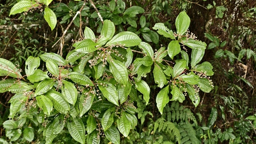 Miconia prasina, photograph 4
