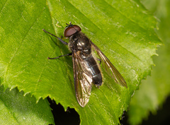 Cheilosia variabilis