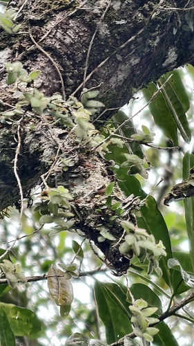 Codonanthe devosiana, photograph 3