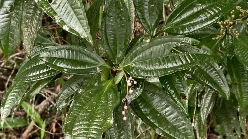 Miconia prasina, photograph 2