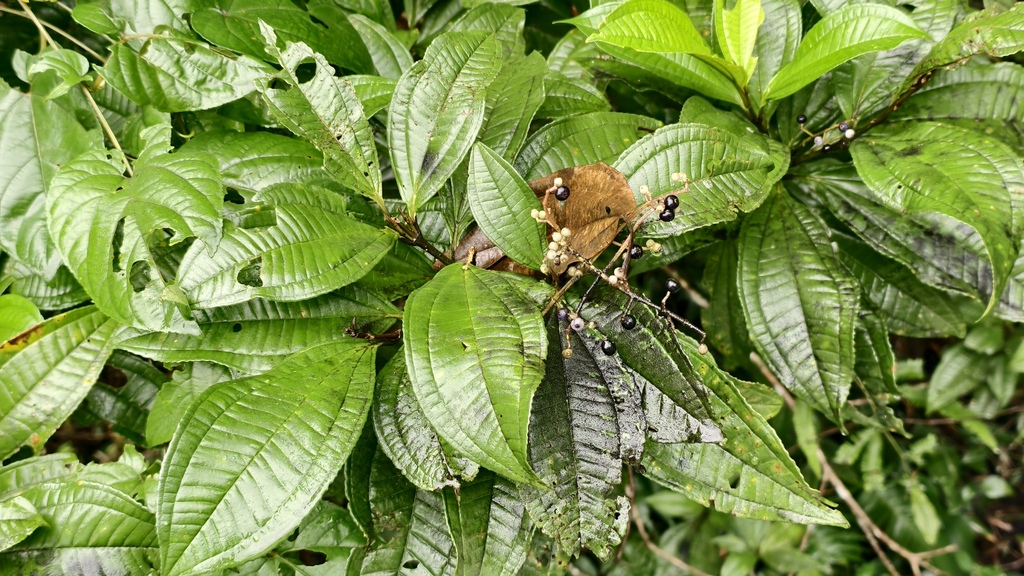Miconia prasina; photograph (c) fmunoz, some rights reserved (CC BY)