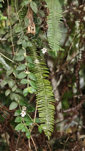 Codonanthe devosiana, photograph 2