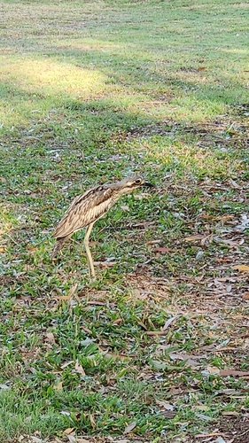 Bush Stone-curlew