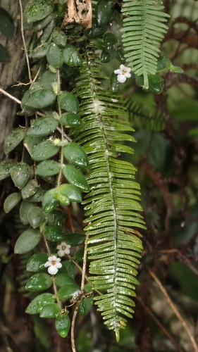 Codonanthe devosiana