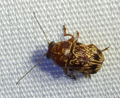 Pachybrachis turbidus