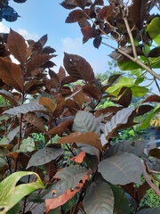 Graptophyllum pictum