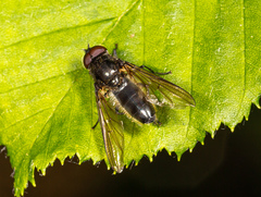 Cheilosia variabilis