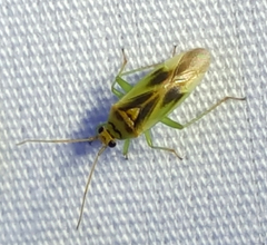 Orthotylus