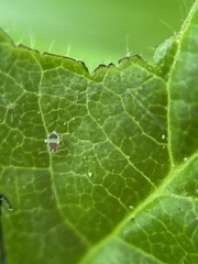 Deuterosminthurus bicinctus