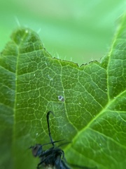 Deuterosminthurus bicinctus