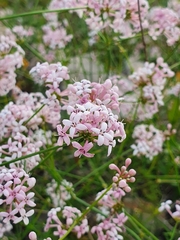 Asperula hirsuta