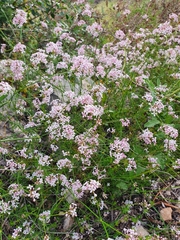 Asperula hirsuta