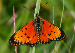 Acraea parei