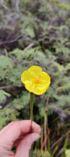 Xyris neocaledonica observed 2026-08-14