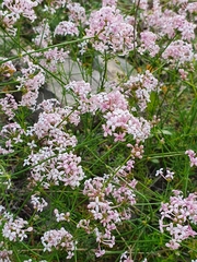 Asperula hirsuta