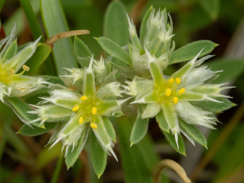 Paronychia argyrocoma, photograph 2