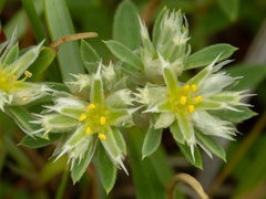 Paronychia argyrocoma, photograph (c) Turner Brockman, some rights reserved (CC BY-SA)