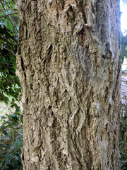 Eucalyptus paniculata