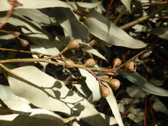 Eucalyptus paniculata