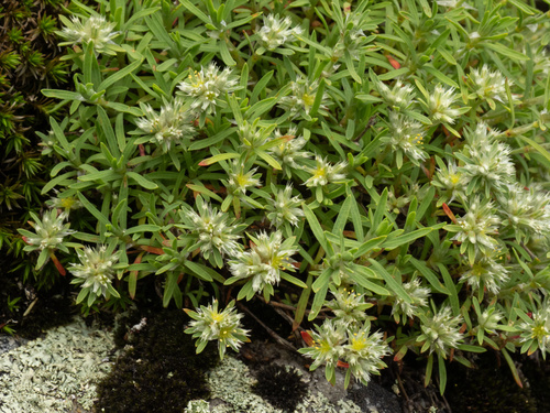 Paronychia argyrocoma, photograph 4