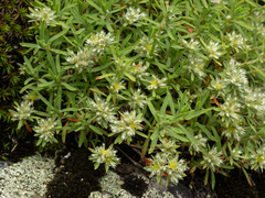 Paronychia argyrocoma, photograph (c) Turner Brockman, some rights reserved (CC BY-SA)