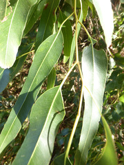 Eucalyptus paniculata