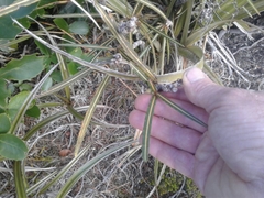 Pseudopanax linearis