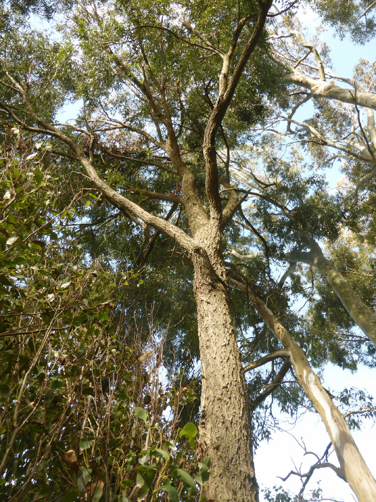 Eucalyptus paniculata
