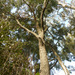 Eucalyptus paniculata - Photo (c) Colin Ogle, algunos derechos reservados (CC BY-NC), subido por Colin Ogle