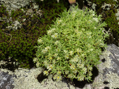 Paronychia argyrocoma, photograph 5
