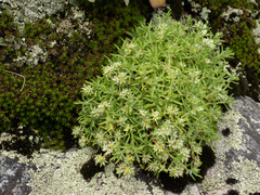 Paronychia argyrocoma, photograph (c) Turner Brockman, some rights reserved (CC BY-SA)