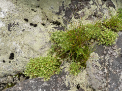 Paronychia argyrocoma, photograph (c) Turner Brockman, some rights reserved (CC BY-SA)