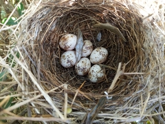 Curruca curruca curruca