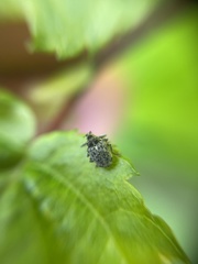 Ceutorhynchus pallidactylus