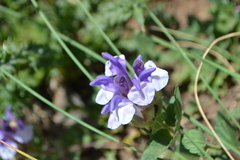 Scutellaria alpina