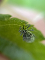 Ceutorhynchus pallidactylus