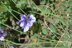 Scutellaria alpina
