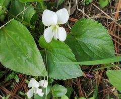 Viola alba