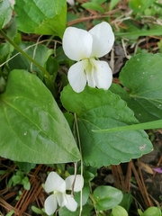Viola alba