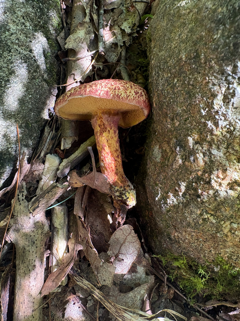 Painted Suillus · August 2026 · photo: Photo: (c) Timothy Watkins, some rights reserved (CC BY) · iNaturalist