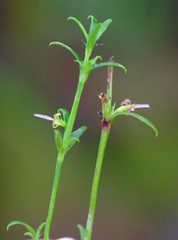 Carpacoce spermacocea
