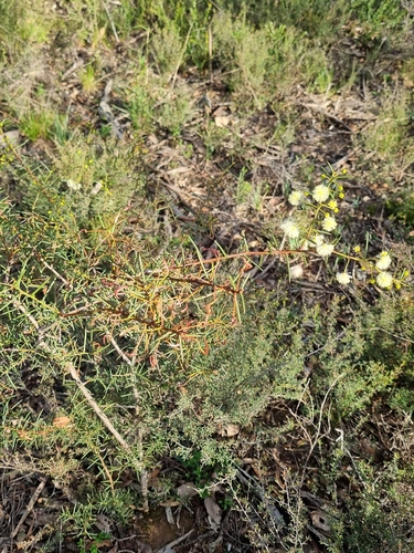 Spreading Wattle