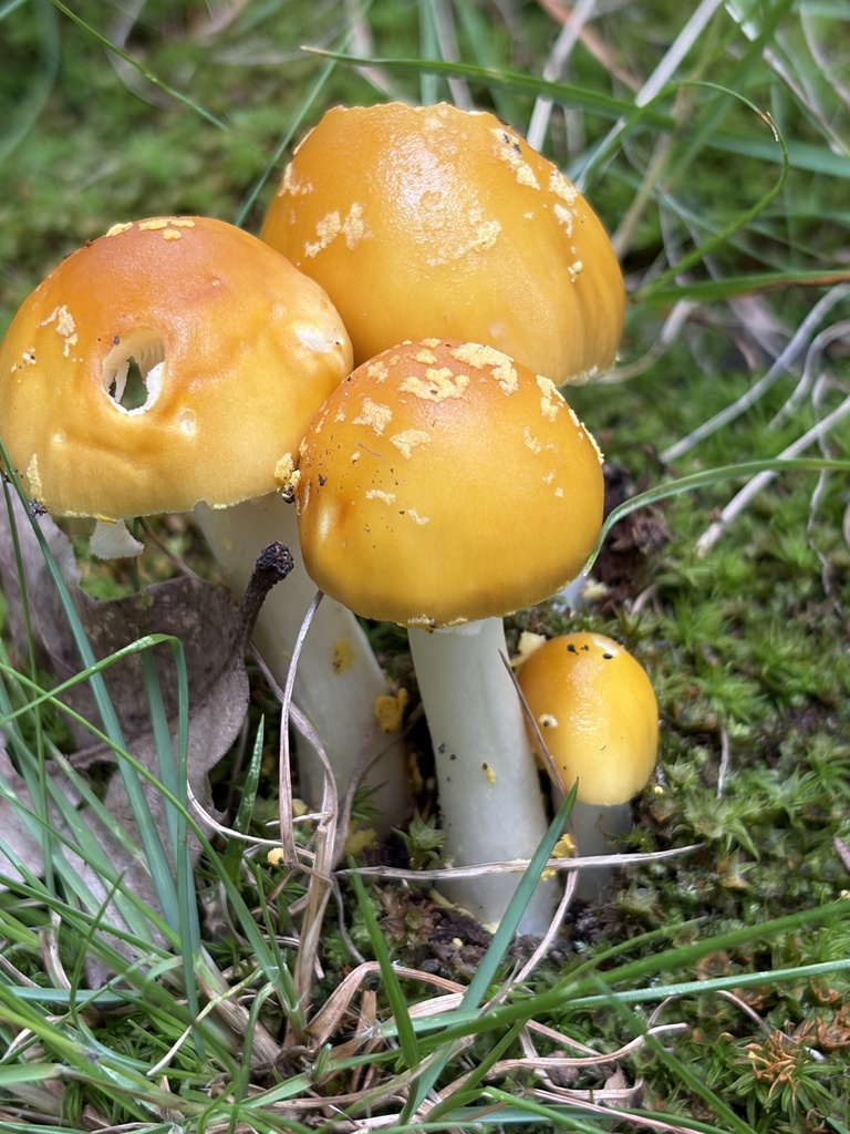 Yellow Patches · August 2026 · photo: Photo: (c) Julie Travaglini, some rights reserved (CC BY) · iNaturalist