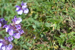 Scutellaria alpina