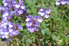 Scutellaria alpina
