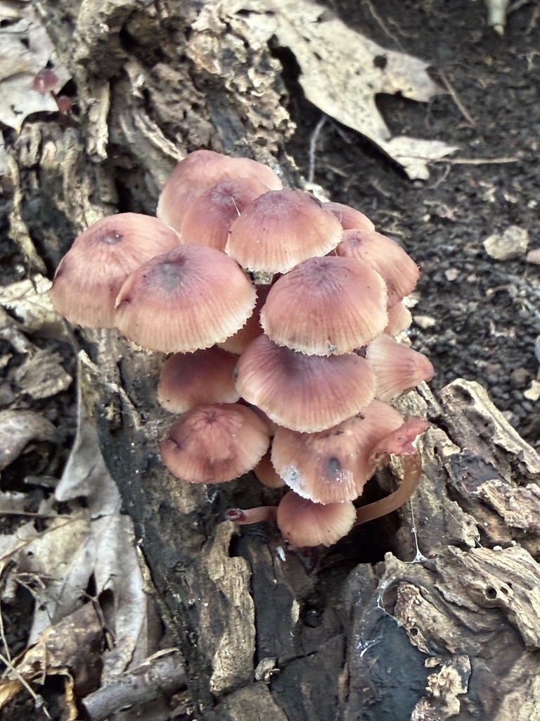 Bleeding Fairy Helmet · August 2026 · photo: Photo: (c) Julie Travaglini, some rights reserved (CC BY) · iNaturalist