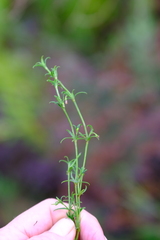 Carpacoce spermacocea